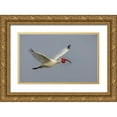 thumbnail image 1 of Morris, Arthur 24x16 Gold Ornate Wood Framed with Double Matting Museum Art Print Titled - FL, Tampa Bay Flying white ibis, 1 of 4