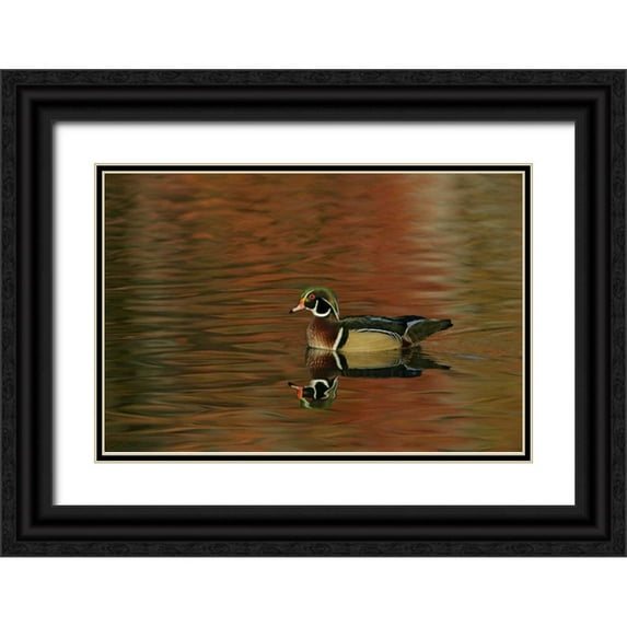 Morris, Arthur 24x17 Black Ornate Wood Framed with Double Matting Museum Art Print Titled - Ohio, Cleveland Wood duck drake swimming