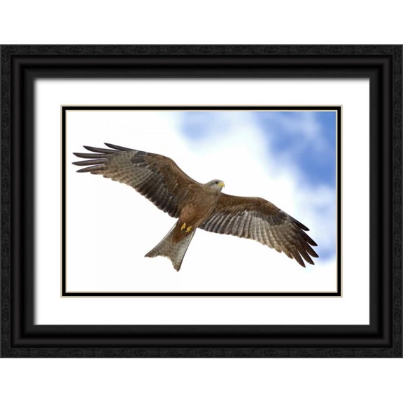 Morris, Arthur 24x17 Black Ornate Wood Framed with Double Matting Museum Art Print Titled - Tanzania Detail of yellow-billed kite in flight