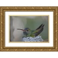 thumbnail image 1 of Morris, Arthur 24x17 Gold Ornate Wood Framed with Double Matting Museum Art Print Titled - TX, Raymondville Buff-bellied hummingbird sits, 1 of 4