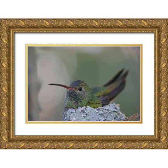 Morris, Arthur 24x17 Gold Ornate Wood Framed with Double Matting Museum Art Print Titled - TX, Raymondville Buff-bellied hummingbird sits