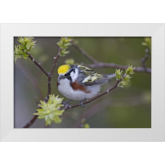 Morris, Arthur 24x17 White Modern Wood Framed Museum Art Print Titled - Canada, Ontario, Chestnut-sided warbler on tree