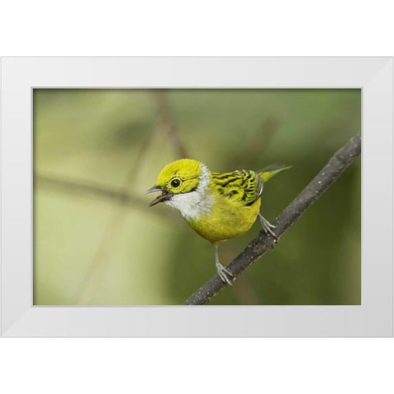 Morris, Arthur 24x17 White Modern Wood Framed Museum Art Print Titled - Ecuador, Los Bancos Silver-necked tanager