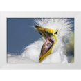 thumbnail image 1 of Morris, Arthur 24x17 White Modern Wood Framed Museum Art Print Titled - FL, St Augustine Great egret chick yawning, 1 of 4
