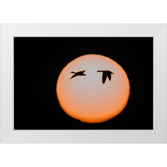 Morris, Arthur 24x17 White Modern Wood Framed Museum Art Print Titled - New Mexico Two snow geese in flight