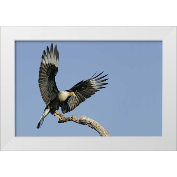 Morris, Arthur 24x17 White Modern Wood Framed Museum Art Print Titled - TX, Linn, Cozad Ranch Crested caracara landing