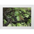 thumbnail image 1 of Morris, Arthur 24x17 White Modern Wood Framed Museum Art Print Titled - Tanzania African lioness rests on tree branch, 1 of 4