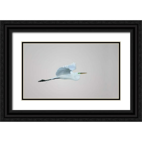 Morris, Arthur 32x20 Black Ornate Wood Framed with Double Matting Museum Art Print Titled - FL, South Venice Flying great egret in flight