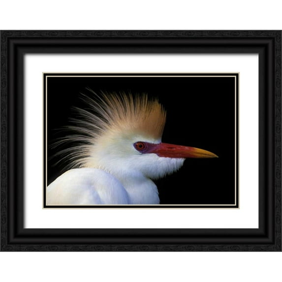 Morris, Arthur 32x23 Black Ornate Wood Framed with Double Matting Museum Art Print Titled - FL, St Augustine Cattle egret in white plumage