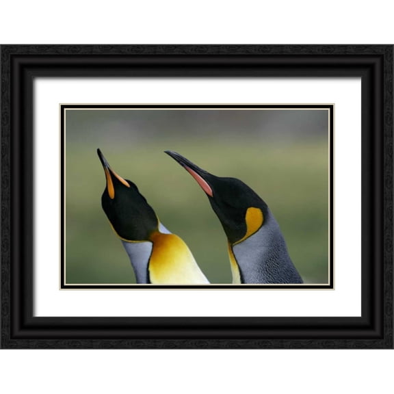 Morris, Arthur 32x23 Black Ornate Wood Framed with Double Matting Museum Art Print Titled - South Georgia Isl King penguins in courtship