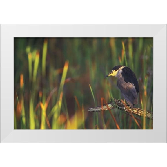 Morris, Arthur 32x23 White Modern Wood Framed Museum Art Print Titled - FL, Everglades NP Black-crowned night heron
