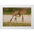 thumbnail image 1 of Morris, Arthur 32x23 White Modern Wood Framed Museum Art Print Titled - FL, Sandhill crane waits for food from parent, 1 of 4
