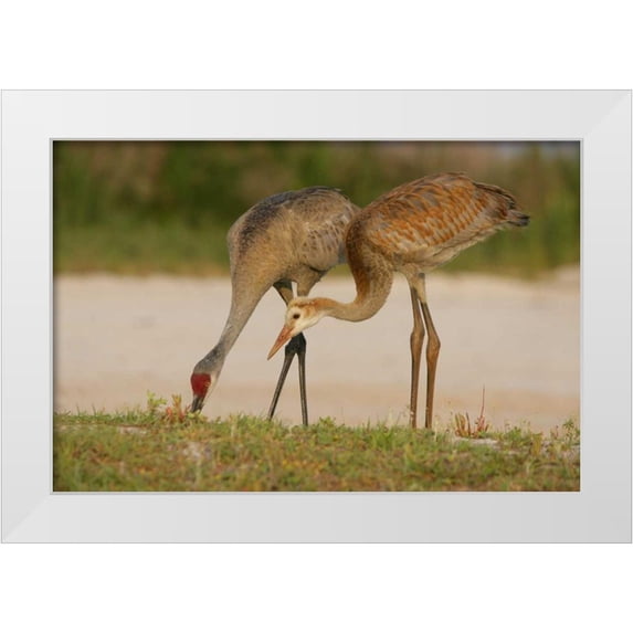 Morris, Arthur 32x23 White Modern Wood Framed Museum Art Print Titled - FL, Sandhill crane waits for food from parent