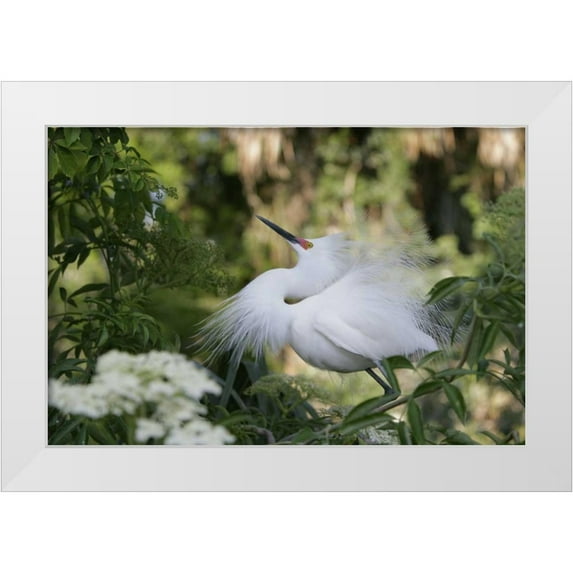 Morris, Arthur 32x23 White Modern Wood Framed Museum Art Print Titled - FL Snowy egret displaying surrounded by foliage