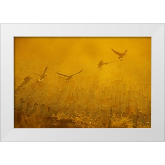Morris, Arthur 32x23 White Modern Wood Framed Museum Art Print Titled - New Mexico Flock of snow geese backlit at dusk