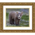 thumbnail image 1 of Morris, Arthur 32x26 Gold Ornate Wood Framed with Double Matting Museum Art Print Titled - AK, Lake Clark NP Brown bear spring cub, 1 of 4