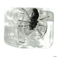 thumbnail image 1 of Morris Bar Bug Ice Cube-KA34, 1 of 2