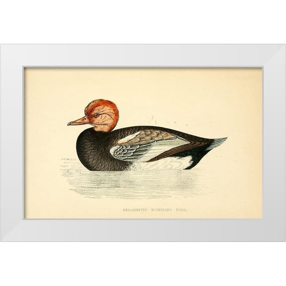 Morris, Rev FO 14x10 White Modern Wood Framed Museum Art Print Titled - Red Crested Whistling Duck