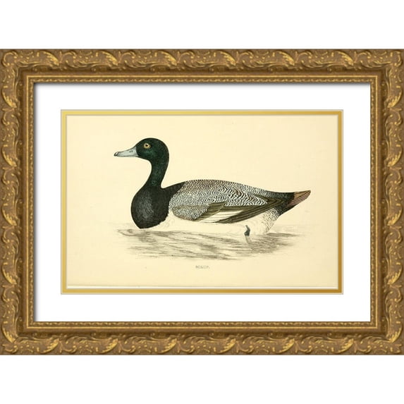 Morris, Rev FO 18x13 Gold Ornate Wood Framed with Double Matting Museum Art Print Titled - Scaup