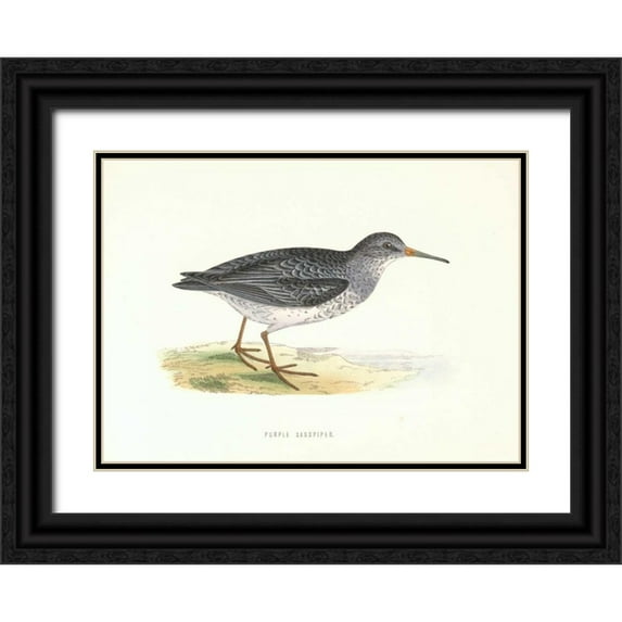 Morris, Rev FO 18x14 Black Ornate Wood Framed with Double Matting Museum Art Print Titled - Purple Sandpiper