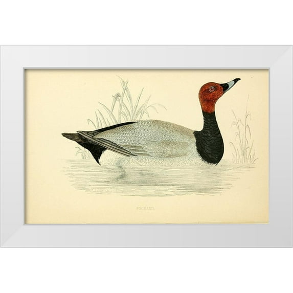 Morris, Rev FO 32x22 White Modern Wood Framed Museum Art Print Titled - Pochard