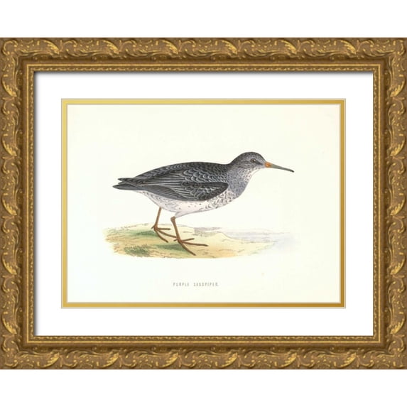 Morris, Rev FO 32x24 Gold Ornate Wood Framed with Double Matting Museum Art Print Titled - Purple Sandpiper