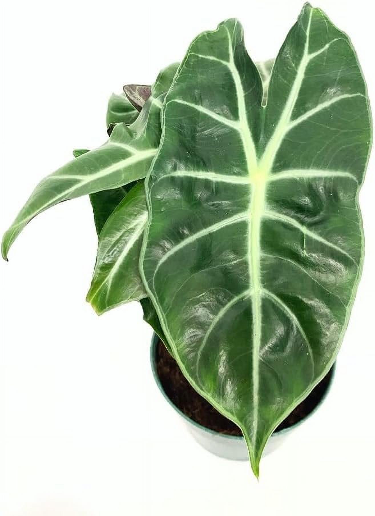 Morroco Alocasia - Live Plant in a 4 Inch Pot - Alocasia - Florist Quality Air Purifying Indoor Plant - Nature's Masterpiece in Your Home - image 1 of 5