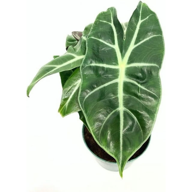 Morroco Alocasia - Live Plant in a 4 Inch Pot - Alocasia - Florist Quality Air Purifying Indoor Plant - Nature's Masterpiece in Your Home
