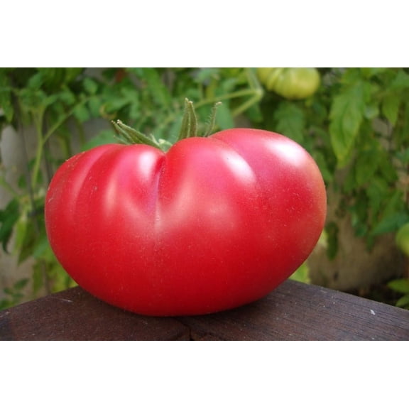 Mortgage Lifter Tomato Plant - Large Well-Shaped Fruit - 2.5" Pot