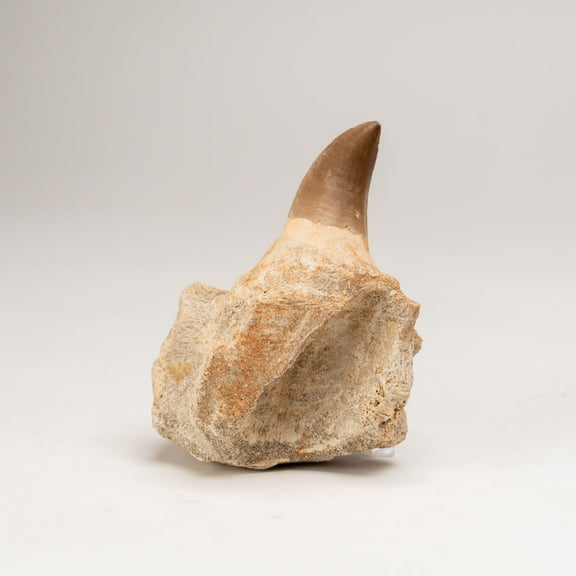 Mosasaur Tooth From Phosphate Deposits - Khouribga, Morocco (326 grams)