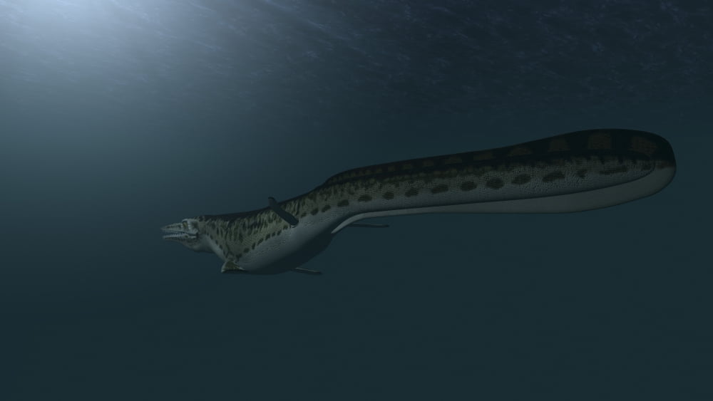 Mosasaur swimming in prehistoric waters Canvas Art - Kostyantyn IvanyshenStocktrek Images (19 x 11)