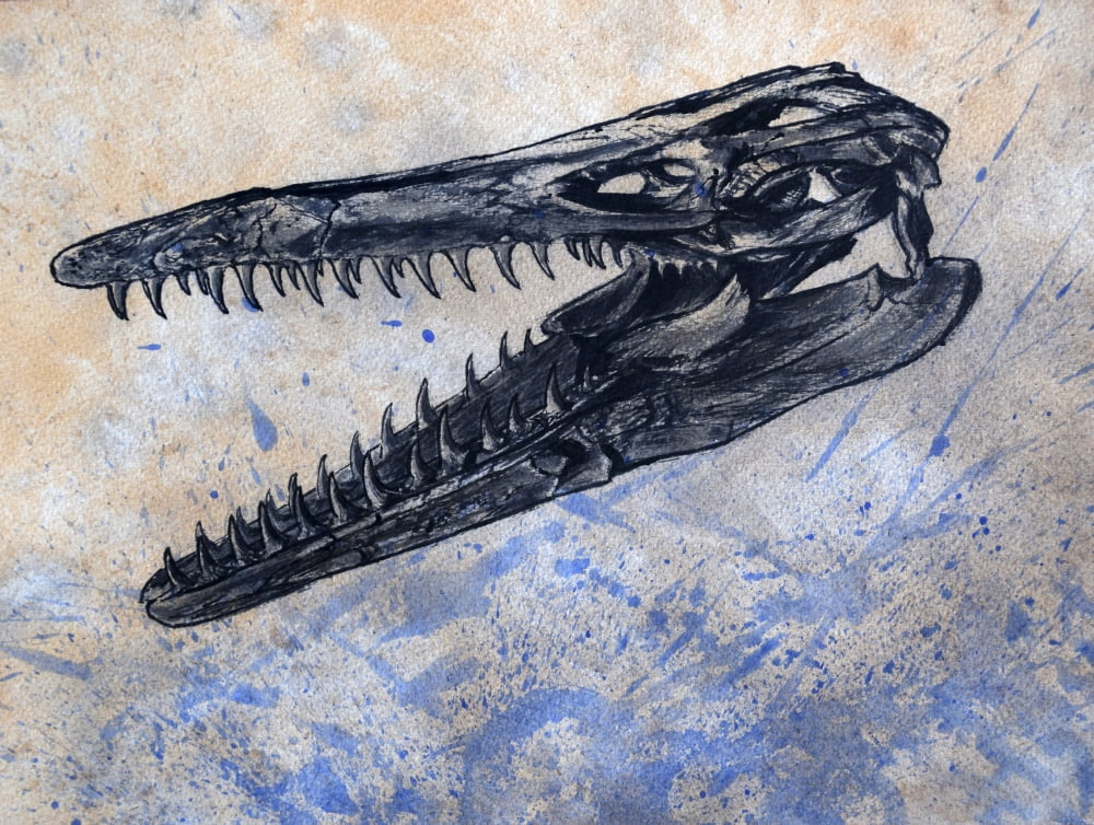 Mosasaurus dinosaur skull Canvas Art - Harm PlatStocktrek Images (16 x 13)