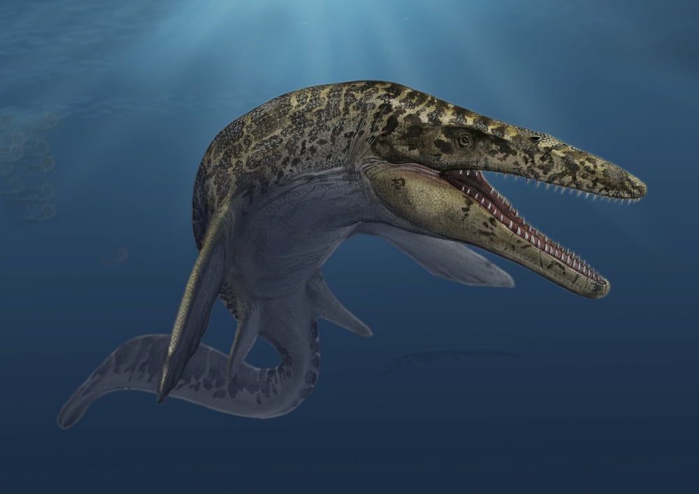 Mosasaurus hoffmanni swimming in prehistoric waters Canvas Art - Sergey KrasovskiyStocktrek Images (17 x 12)