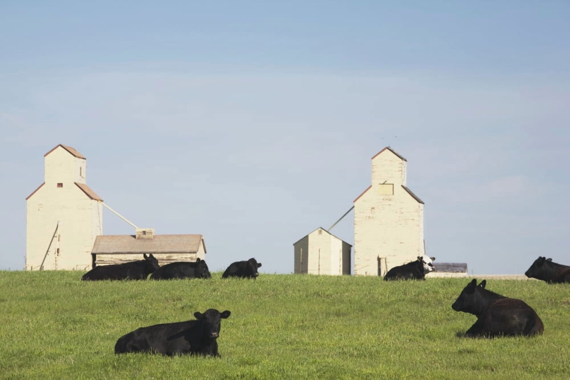 Moseleigh Alberta Canada Cattle In A Field With Grain Elevators Canvas Art - Michael Interisano Design Pics (38 x 24)
