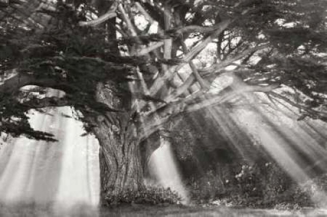 Moses Tree BandW Canvas Art - Vitaly Geyman (12 x 18)