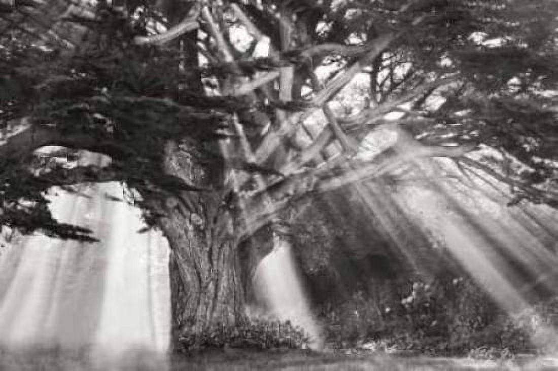 Moses Tree BandW Canvas Art - Vitaly Geyman (24 x 36)