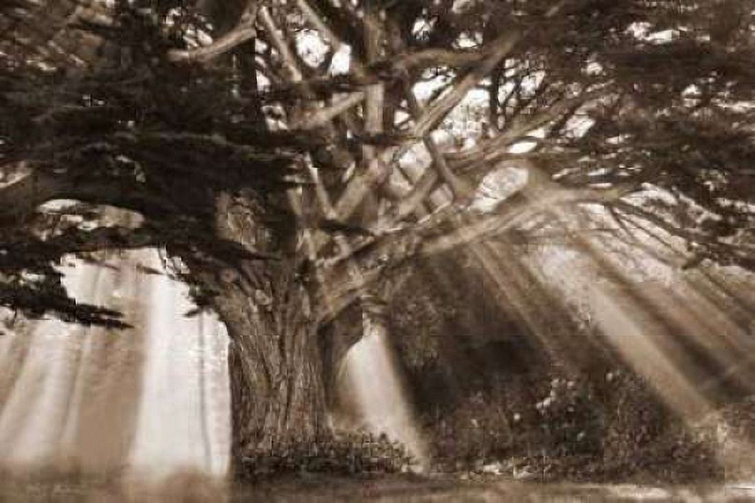 Moses Tree Canvas Art - Vitaly Geyman (24 x 36)