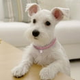 thumbnail image 1 of Mosey Beautiful Dog Collar Attractive   Pet Supplies   Jewelry Accessories, 1 of 7