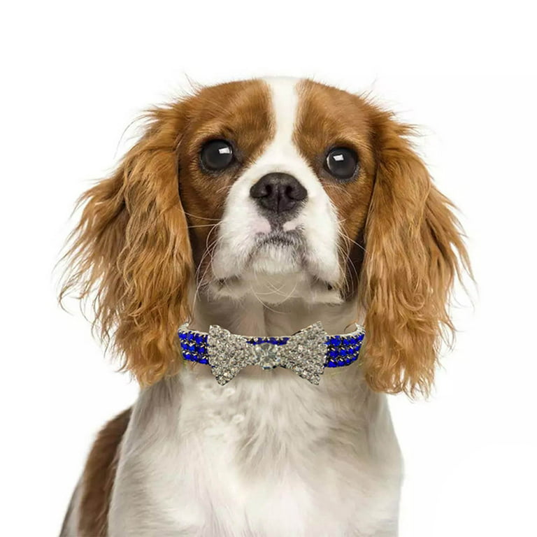 Dog Collars, Designer Pet Accessories
