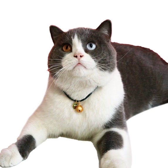 Mosey Practical Cat Necklace Chinese Style Pet Accessories Wear-resistant