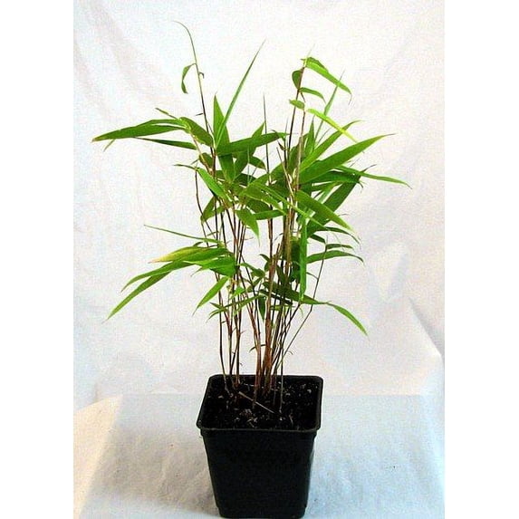 Moso of the North Bamboo - Phyllostachys kwangsiensis - 4" Pot