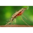 thumbnail image 1 of Mosquito Feeding. The Anopheles Albimanus Mosquito Transmits Malaria To Humans. Photo By James Gathany History, 1 of 2