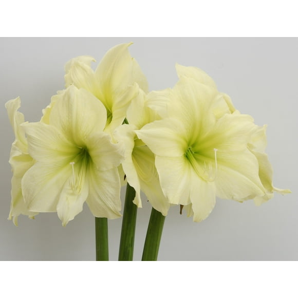 Moss Coated Luna Amaryllis