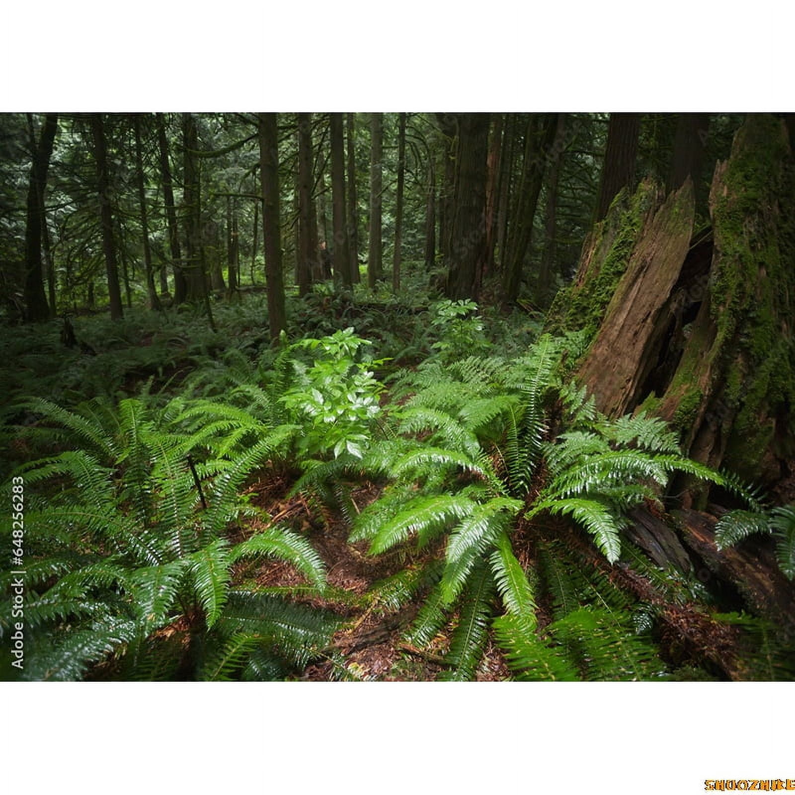 Moss Covered Fall Trees In Gre Coniferous Forest Photography Backdrops ...