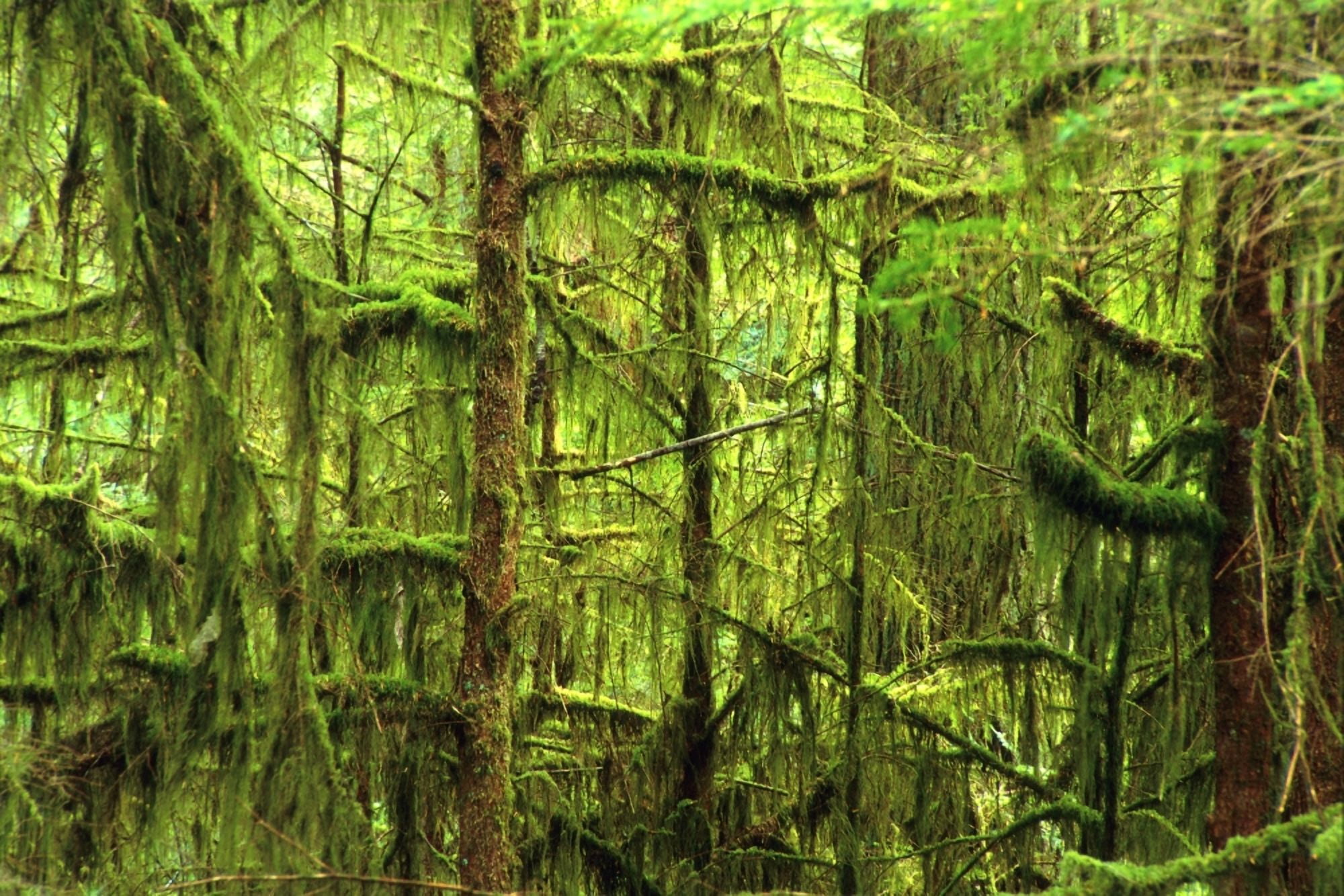Moss-Covered Trees Canvas Art - Corey Hochachka Design Pics (34 x 22)