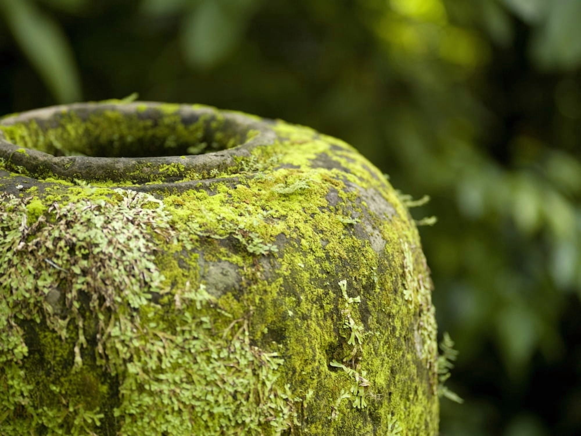 Moss Covered Urn Canvas Art - Keith Levit Design Pics (20 x 15)