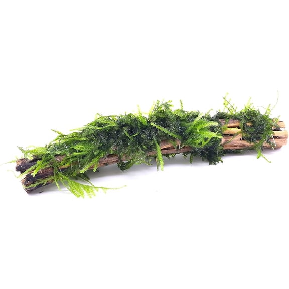 Moss On DriftWood (Medium 7-10 Inches)