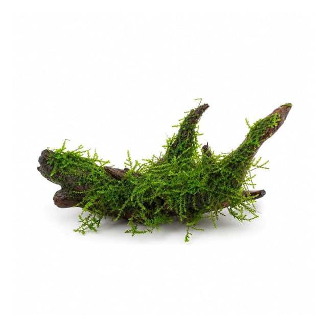 Canton Aquatics Live Aquarium Moss on Driftwood, 1 Piece, Extra Small 2 ...
