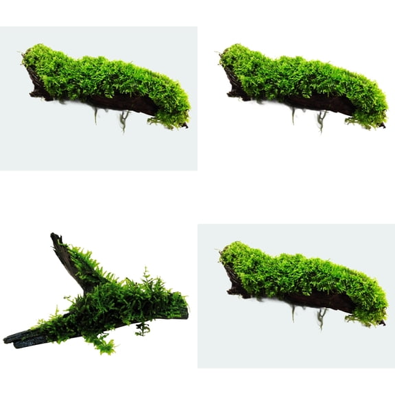 Moss On DriftWood (XS 3-5 Inches)