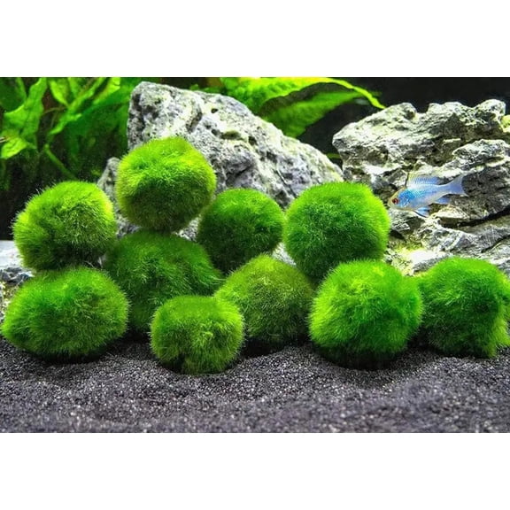 Moss Pebbles Balls for Aquariums - Decorative Green Algae Spheres for Enhanced Aquarium Aesthetics